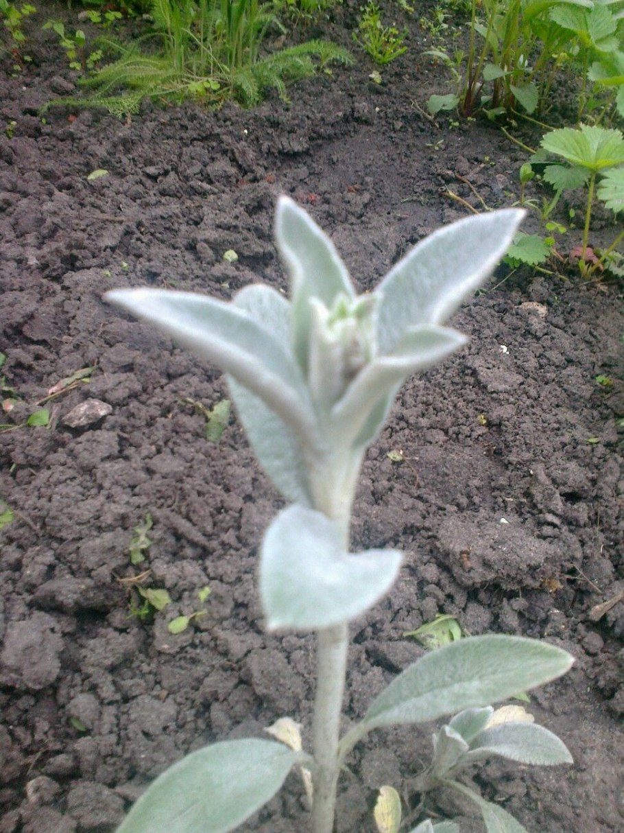 Чистец Византийский стахис