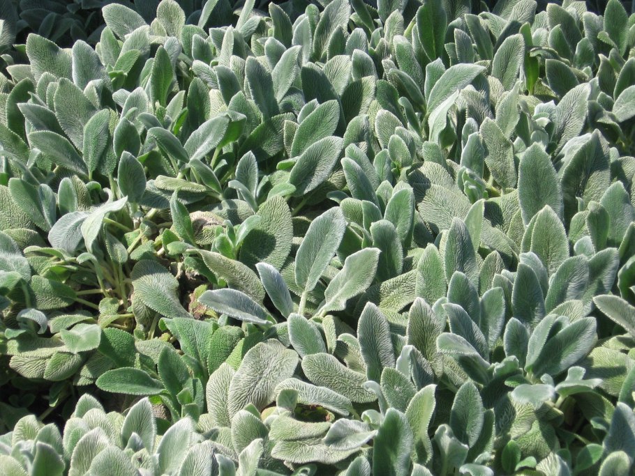 Стахис серебристый (чистец)