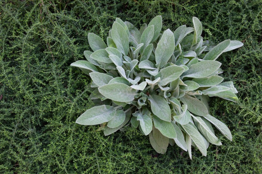 Чистец шерстистый в ландшафтном