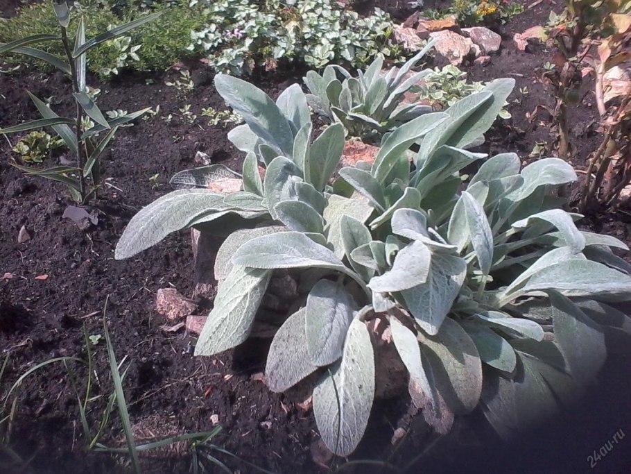 Растение чистец шерстистый