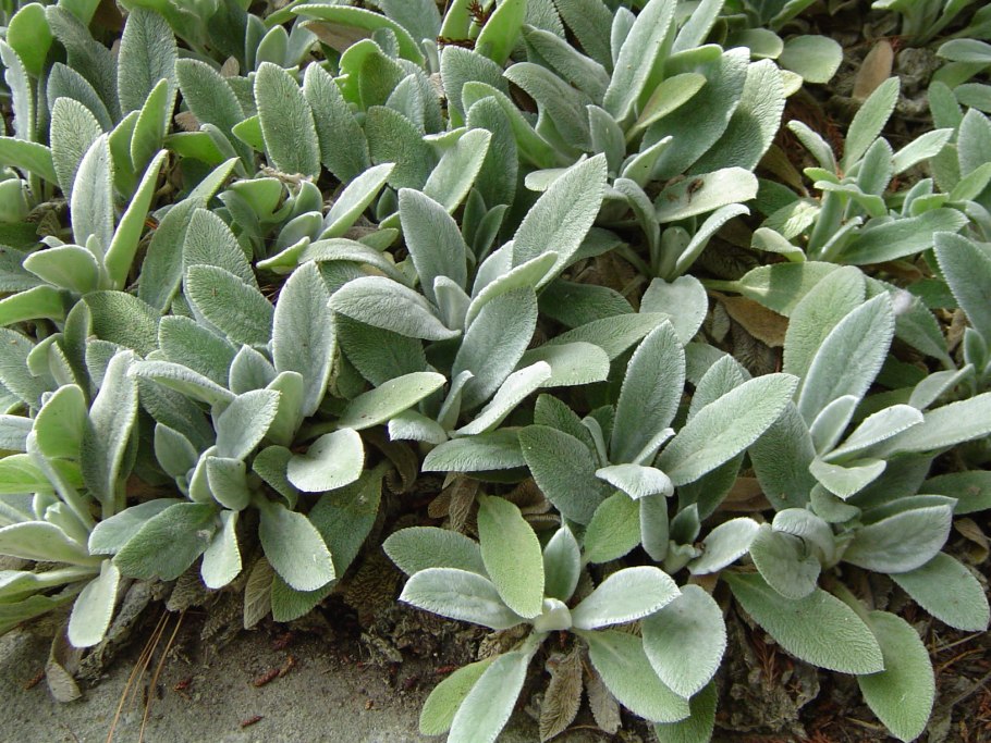 Стахис шерстистый Stachys byzantina