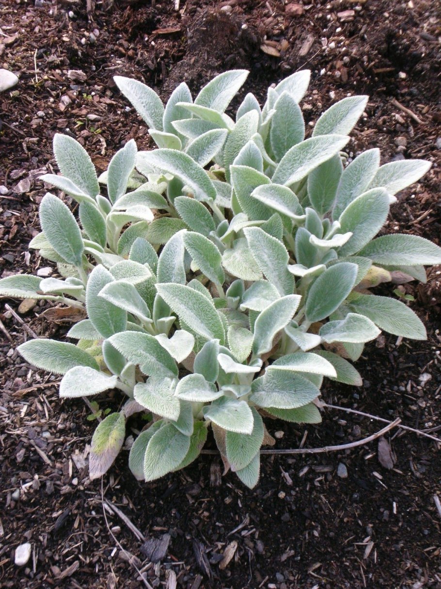 Чистец шерстистый