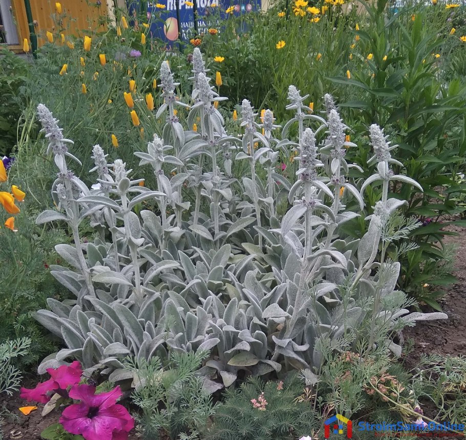 Статице заячьи ушки