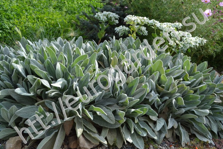 Чистец Византийский стахис