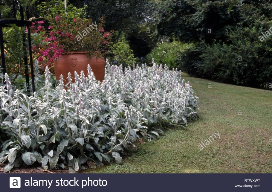 Монилария Обконика