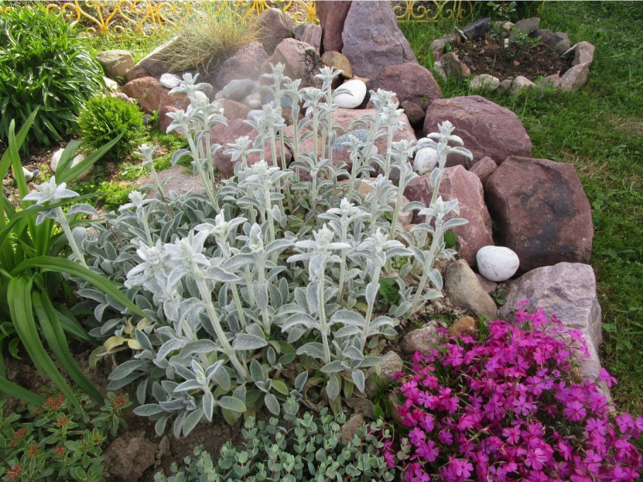 Стахис шерстистый Cotton Ball