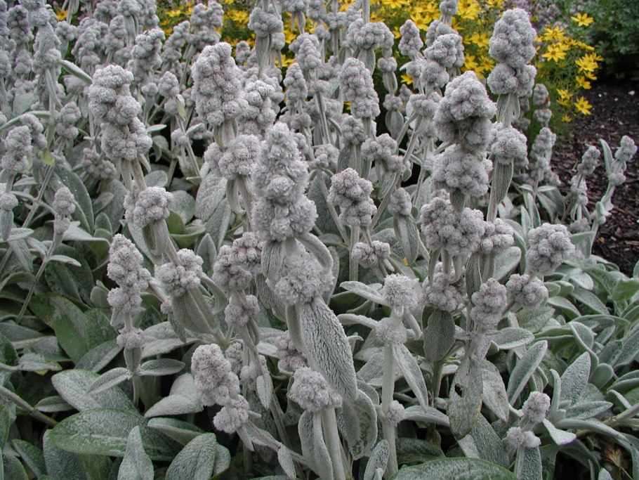 Стахис шерстистый овечьи ушки