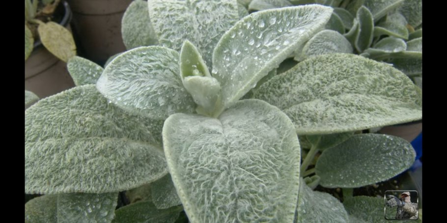 Стахис шерстистый сильвер карпет