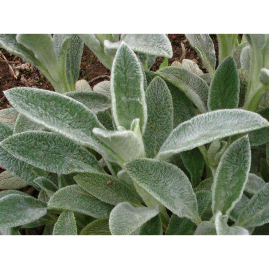 Стахис шерстистый чистец Византийский