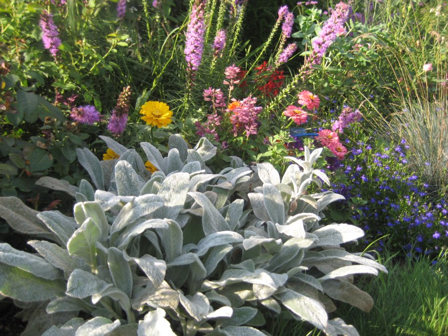 Растение стахис шерстистый