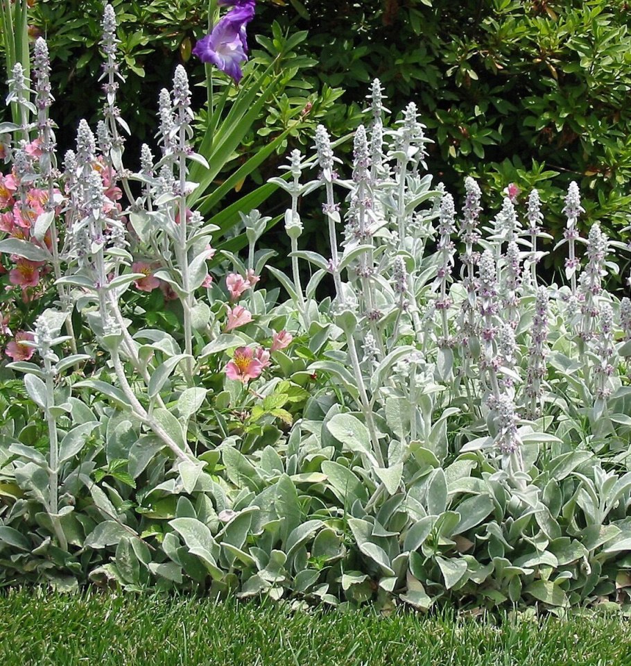 Чистец Византийский на клумбе