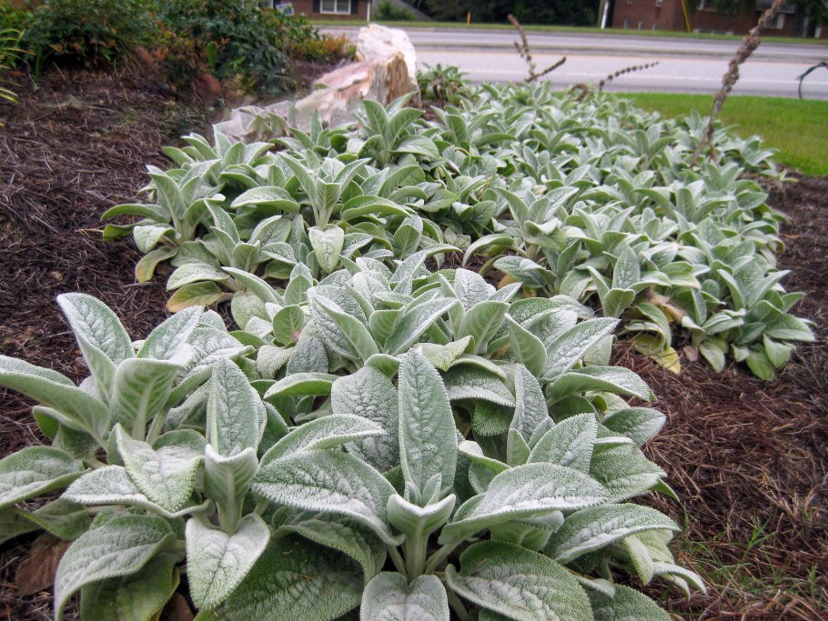 Стахис шерстистый чистец византийский