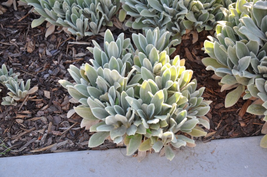 Чистец(стахис) шерстистый Сильвер карпет