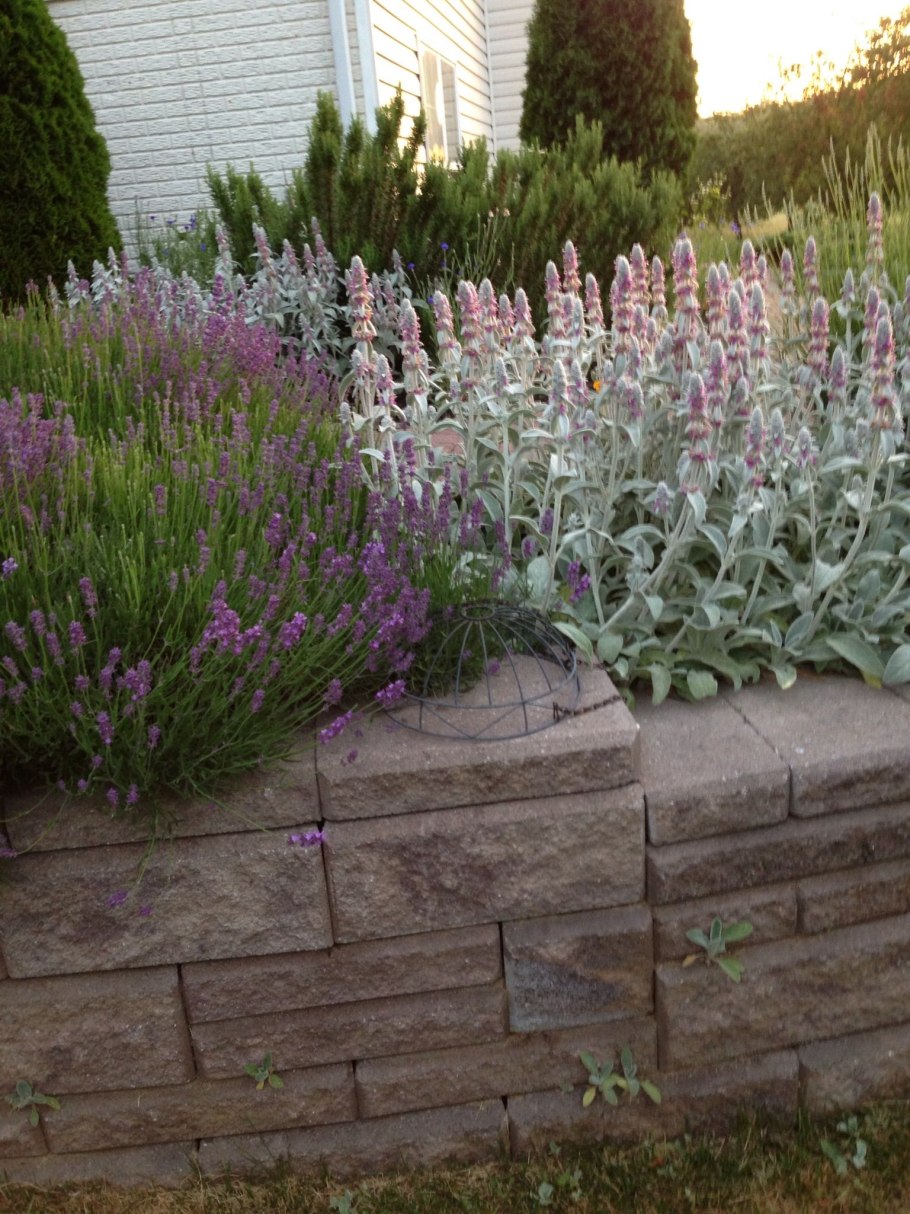 Стахис Сильвер карпет