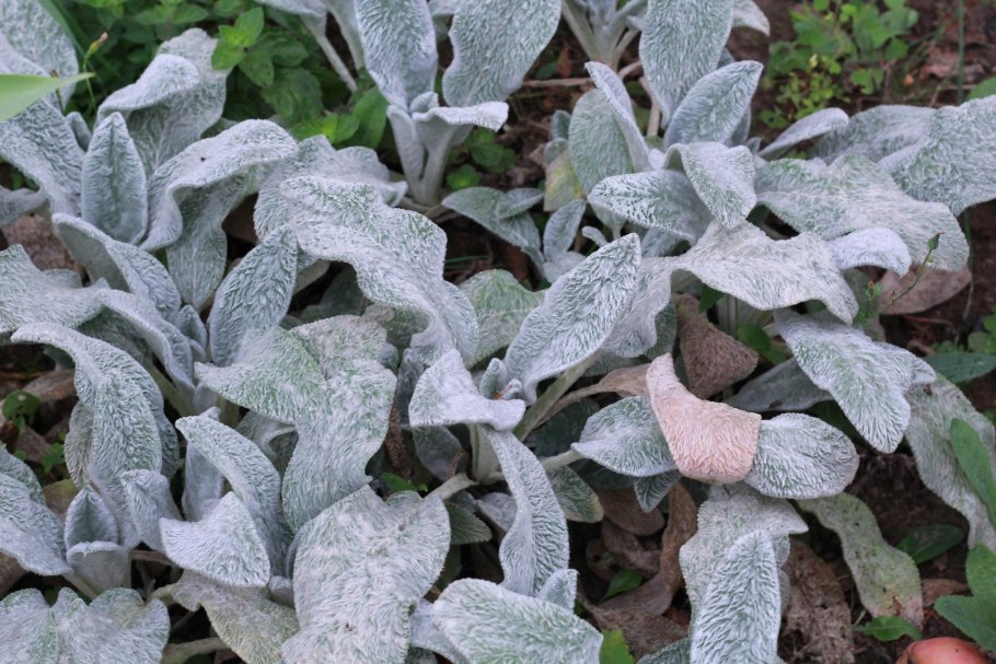 Вероника серебристая заячьи ушки