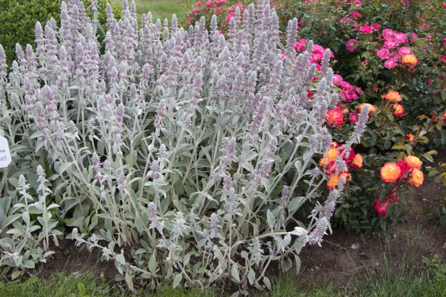 Чистец шерстистый (Stachys Lanata)