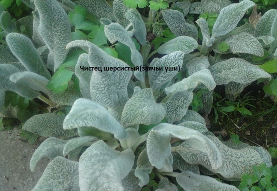 Стахис (чистец шерстистый, "заячьи ушки"