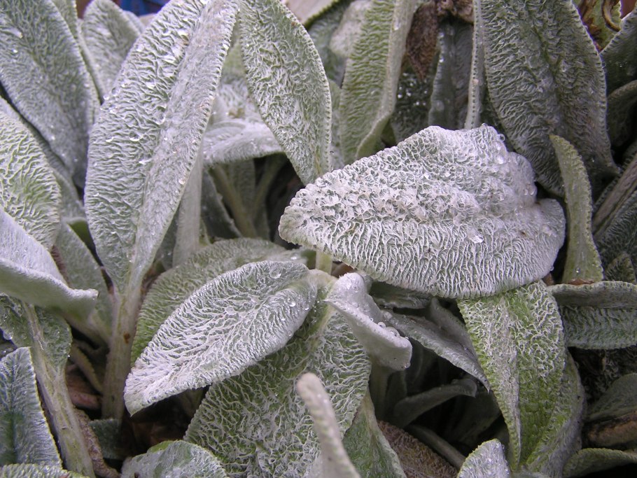 Кроличьи уши цветок