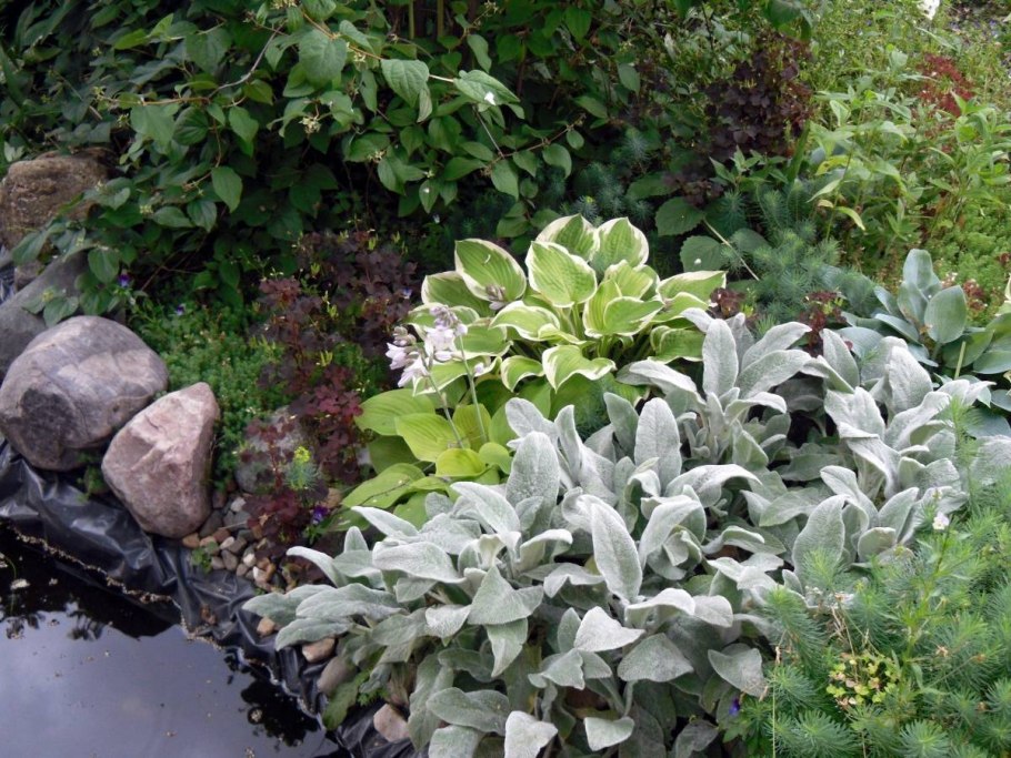 Чистец шерстистый овечьи ушки