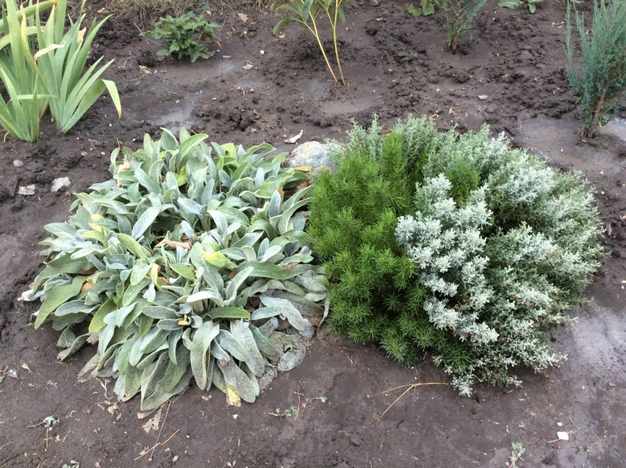 Стахис шерстистый