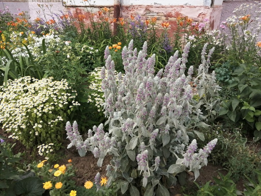 Чистец византийский стахис