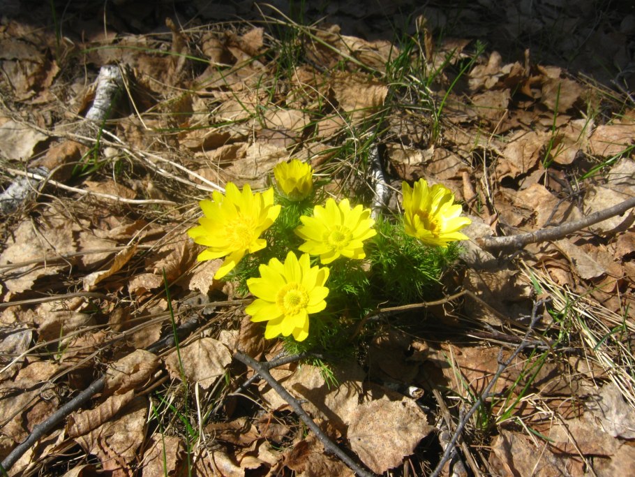 Горицвет Волжский (Adonis Wolgensis)