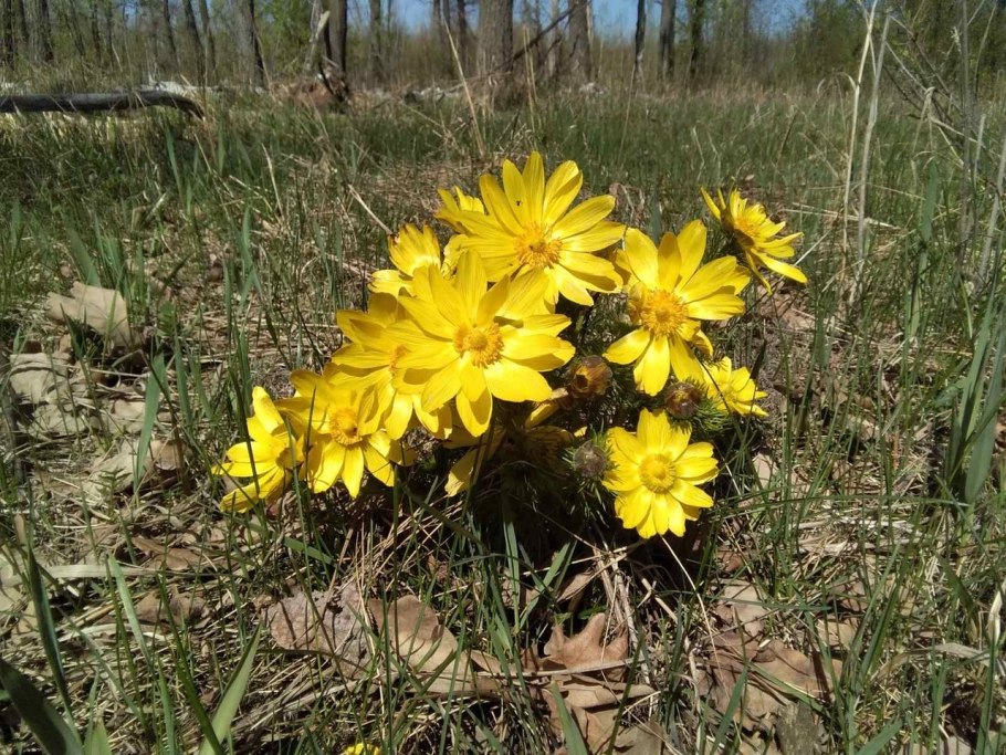 Адонис весенний — Adonis vernalis l.