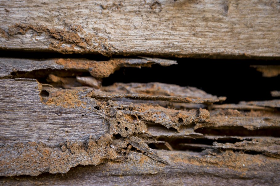 Wet rot