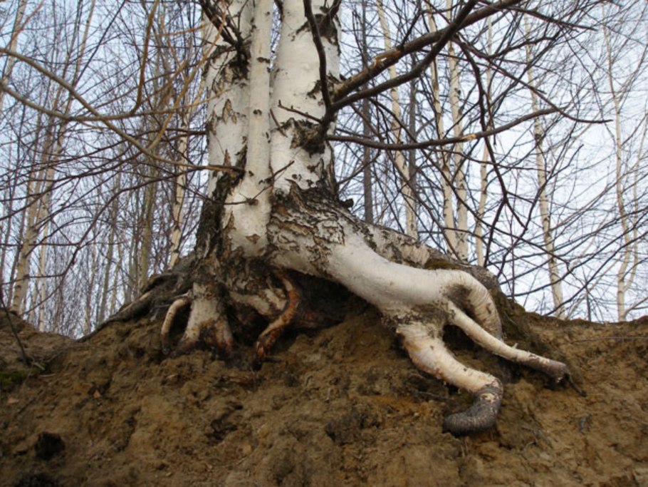 Процесс гниения дерева