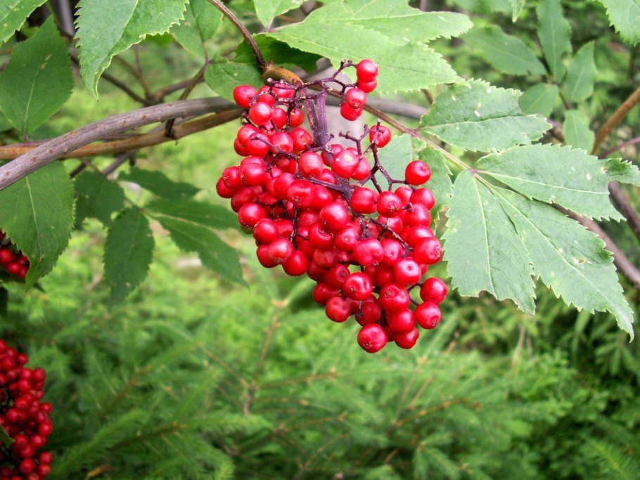 Бузина Лесная красная