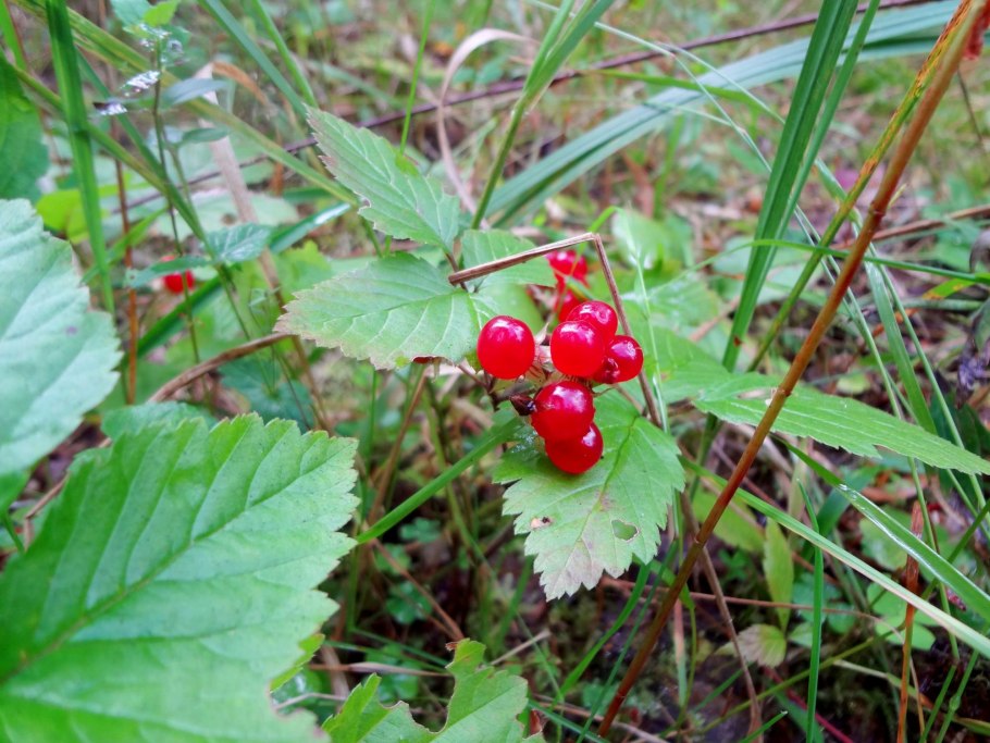 Ягода клоповка на Сахалине