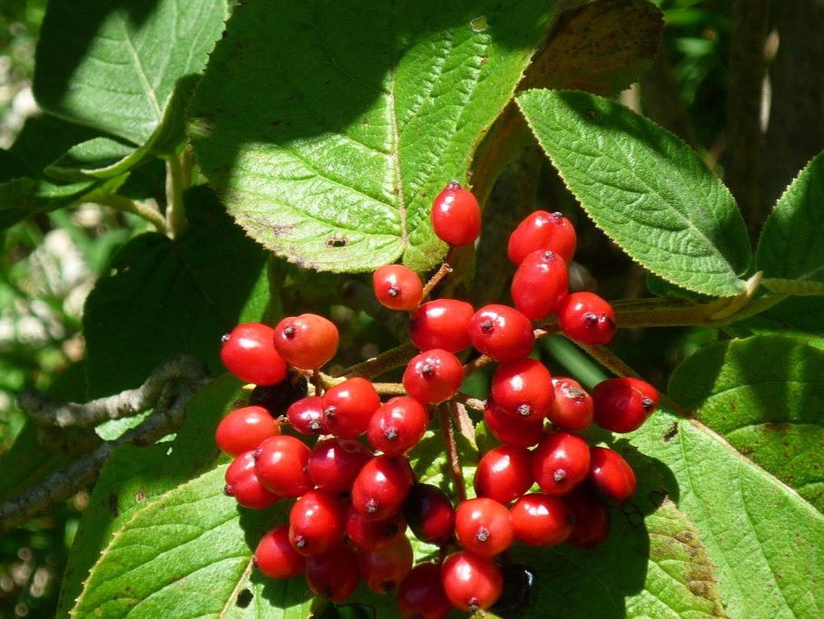 Поляника Княженика