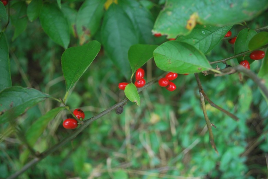 Царская ягода Княженика