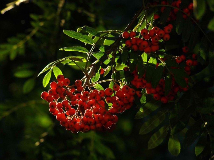 Ягоды Карелии брусника клюква