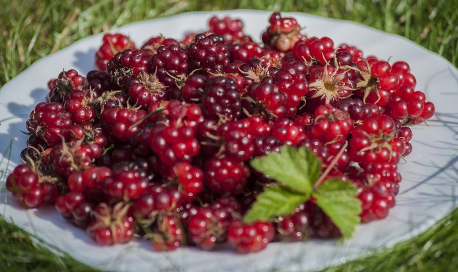 Лесные ягоды шиповник