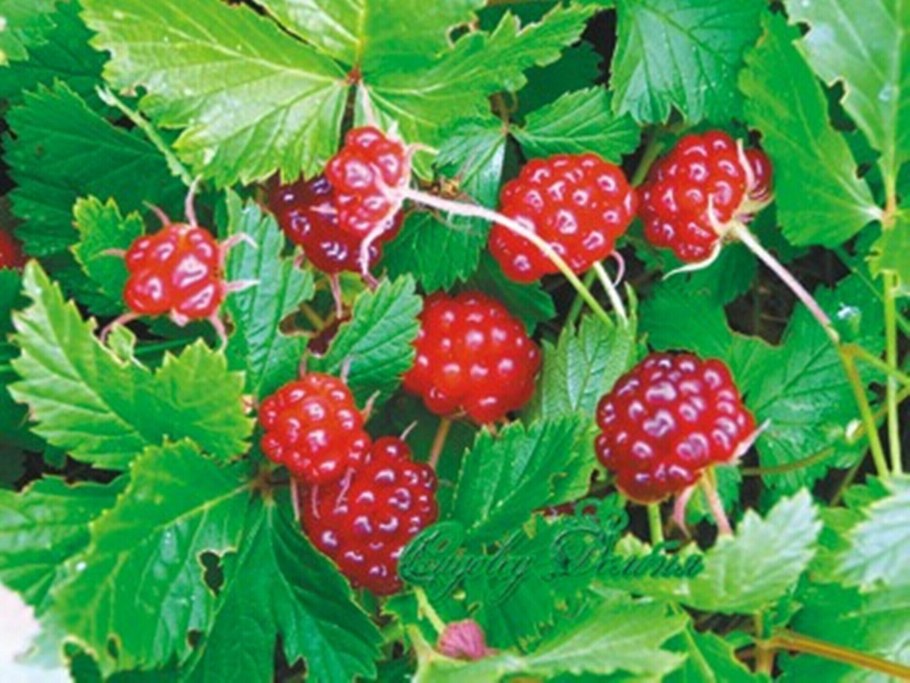 Кустарнички брусника