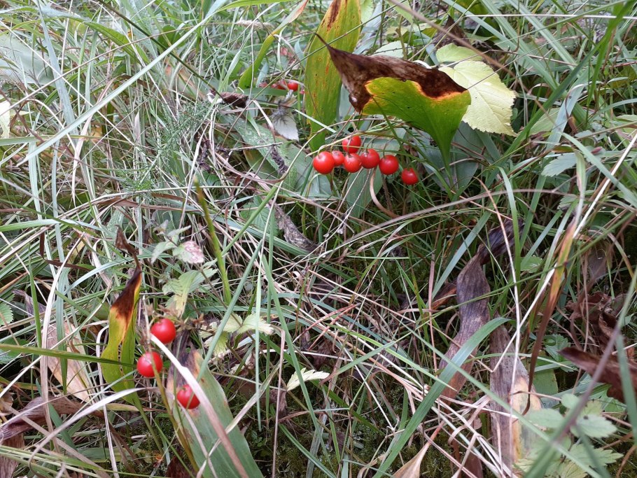 Костяника ягода