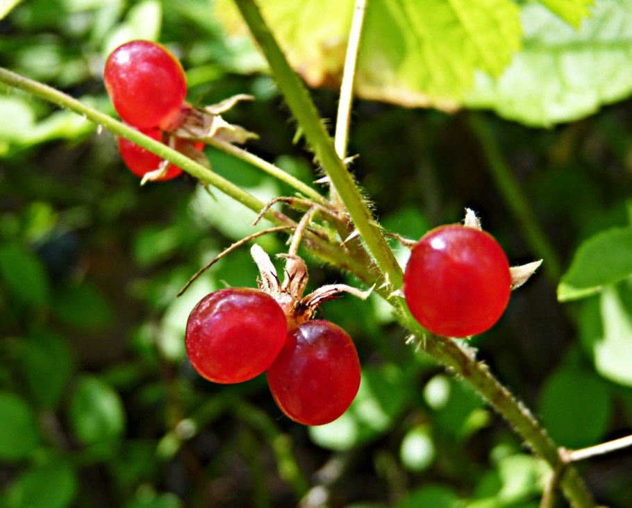 Кустарники Якутии рябина