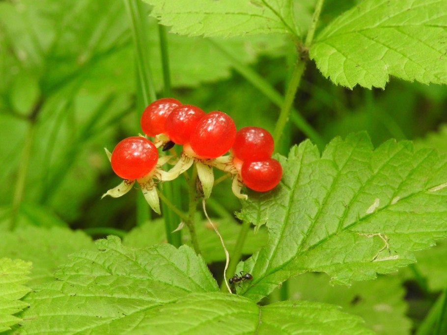 Регина земляника ремонтантная