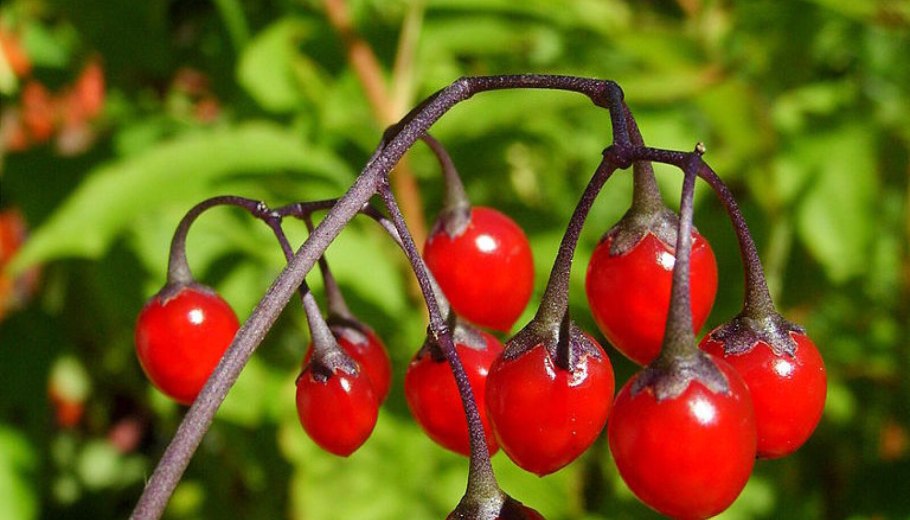 Ягоды в лесу