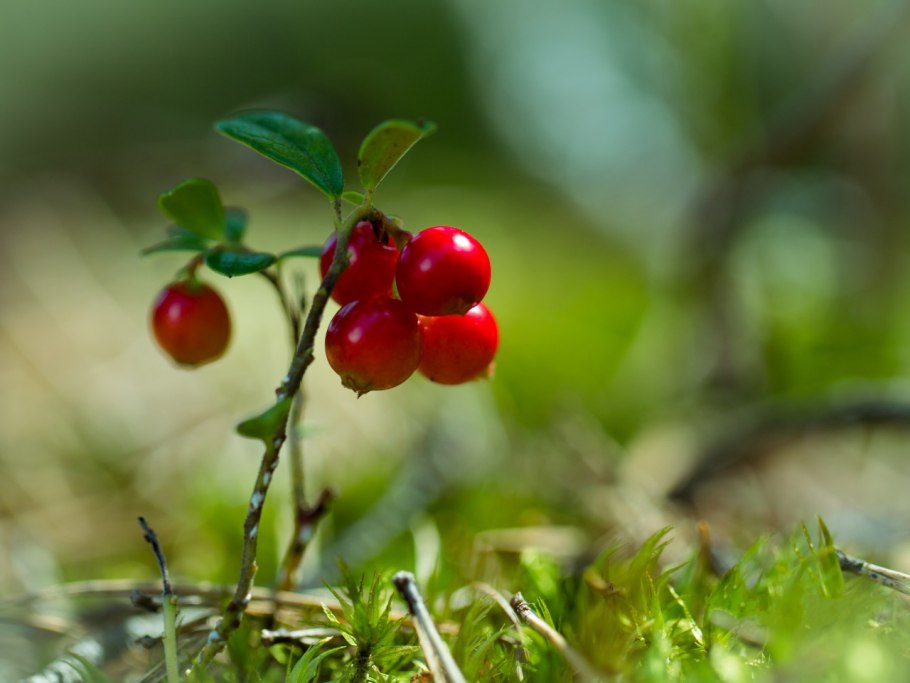 Травянистые ягодные растения