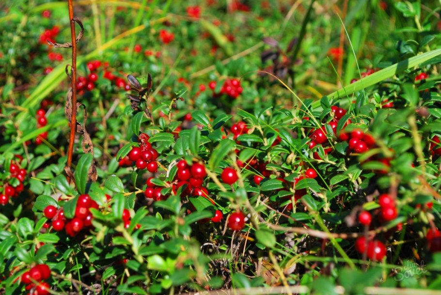 Костяника Лесная