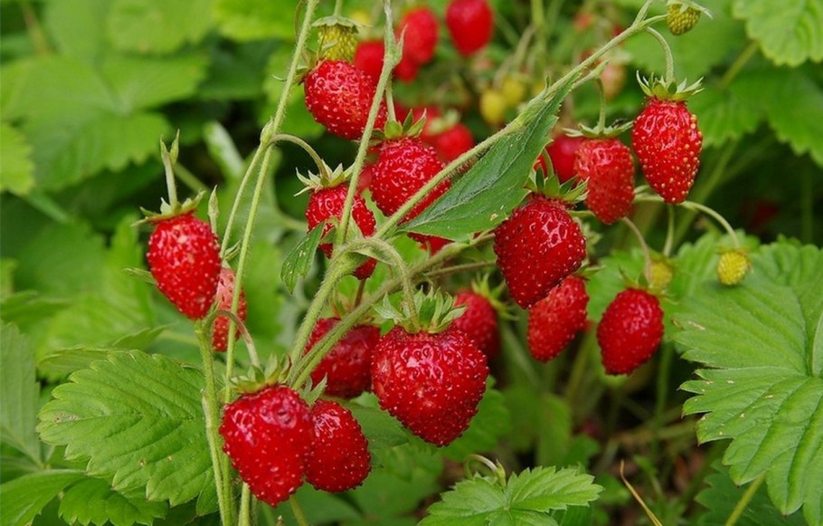 Костяника Урал