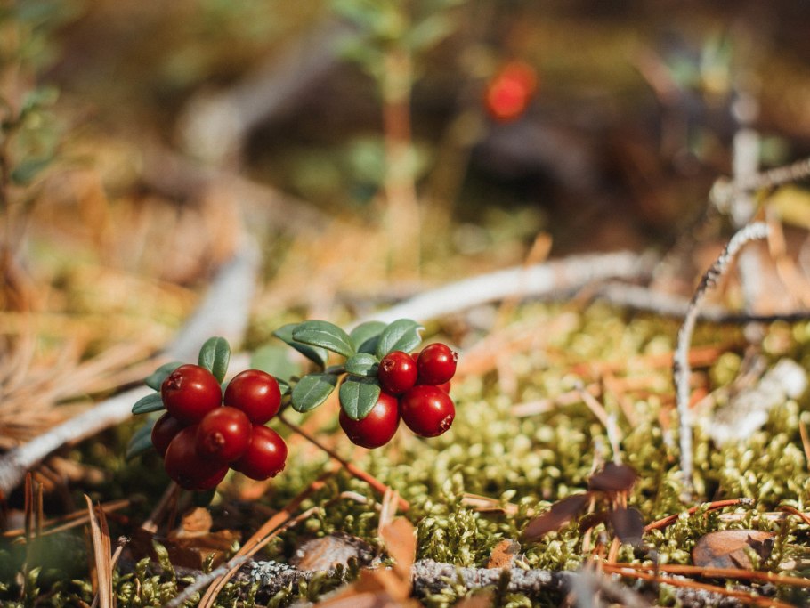 Брусника ягода