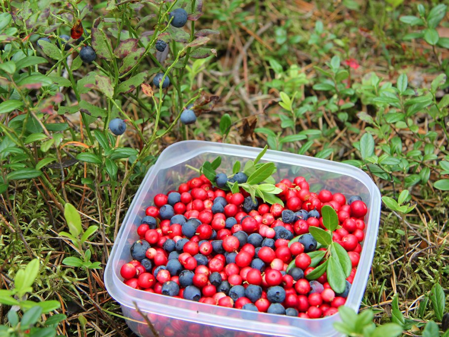 Брусника черника голубика