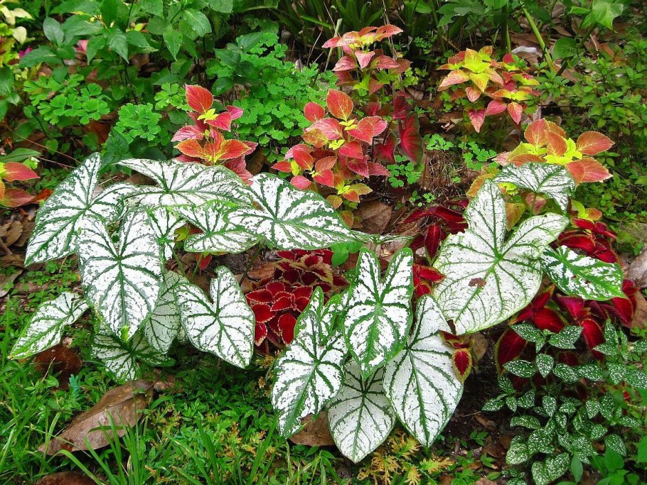 Каладиум Тапестри