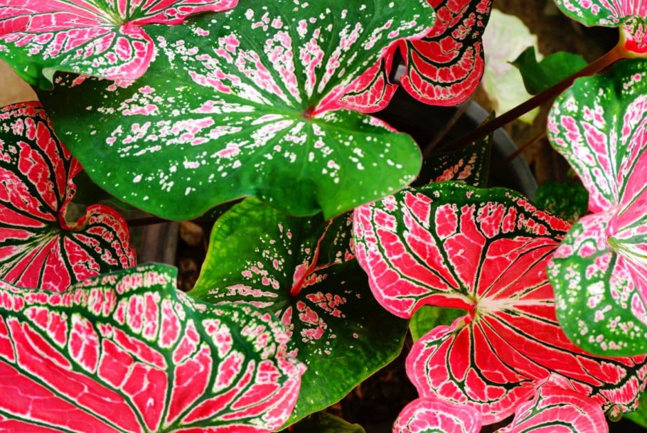 Caladium seguinum растение