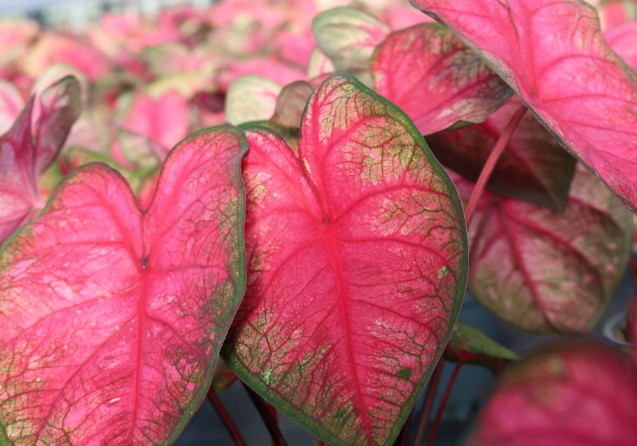 Каладиум Radiance