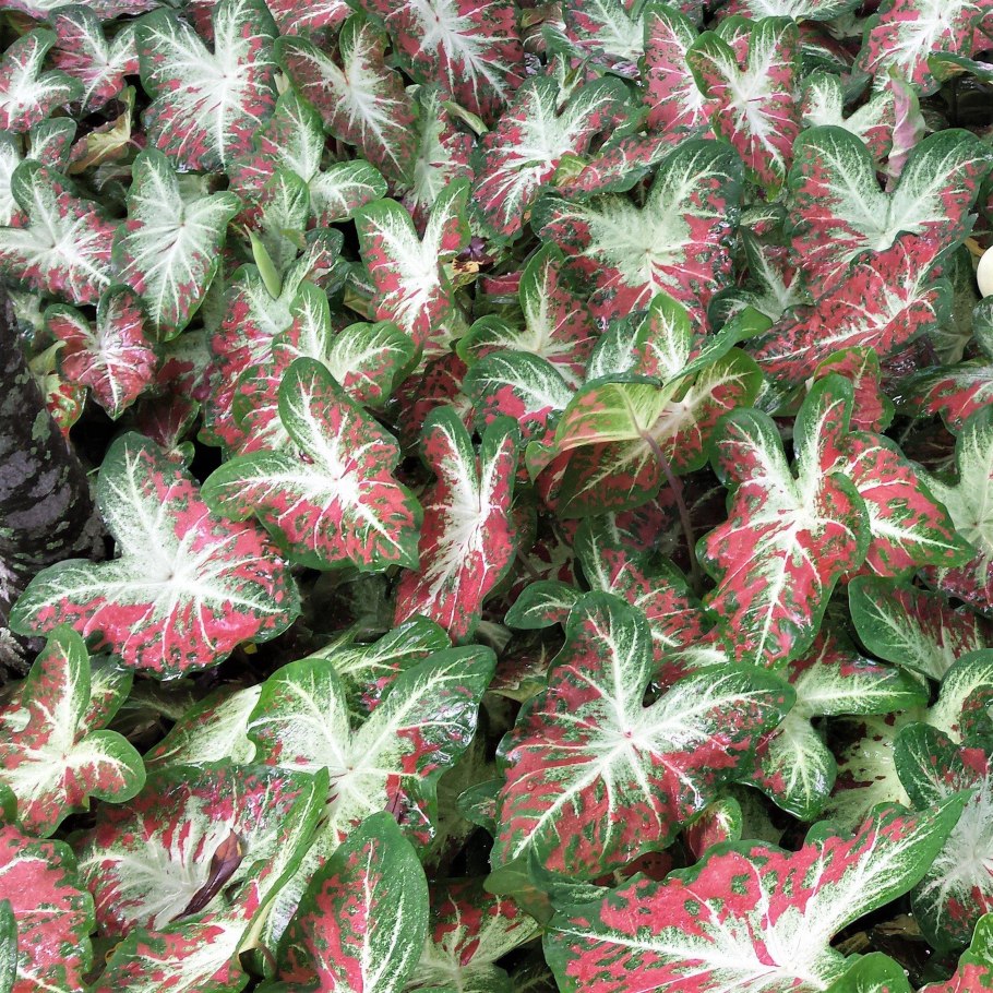 Каладиум Мохито