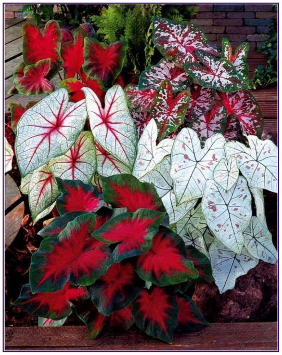 Каладиум микс d12